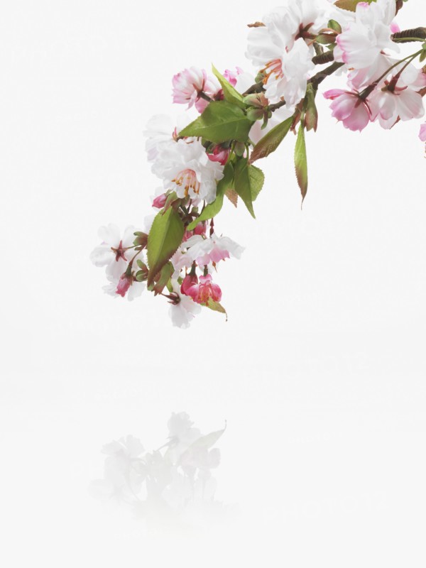 Apple blossoms. Photographer: David Arky