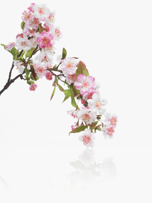 Apple blossoms. Photographer: David Arky