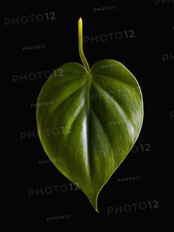 Leaf. Photographer: Mike Kemp