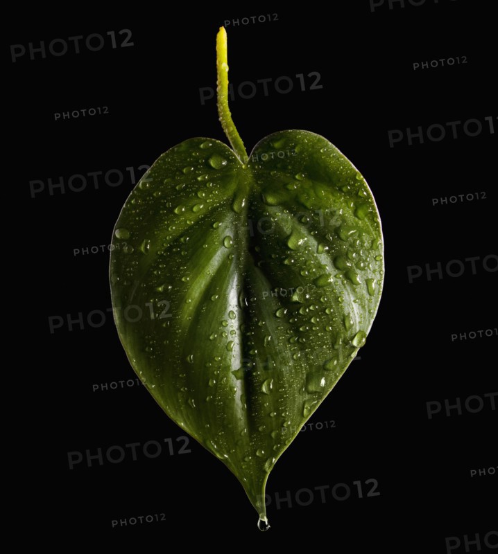 Wet Leaf. Photographer: Mike Kemp