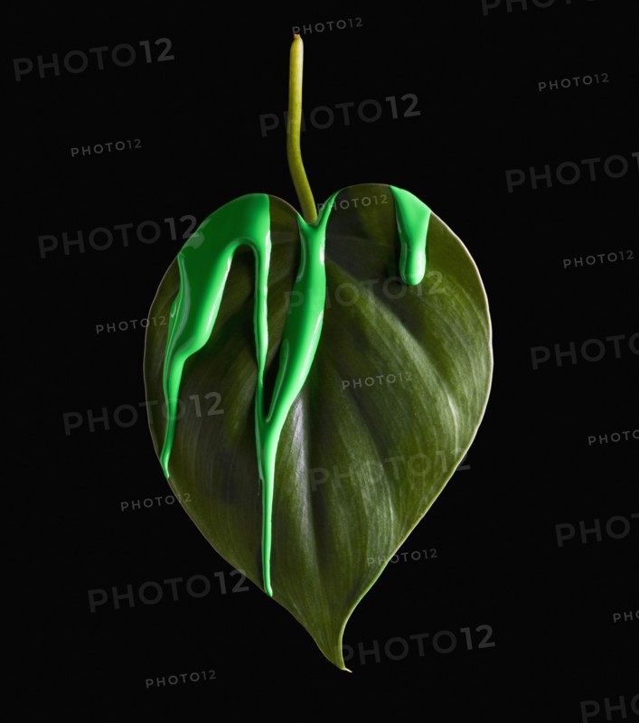 Green paint on leaf. Photographer: Mike Kemp