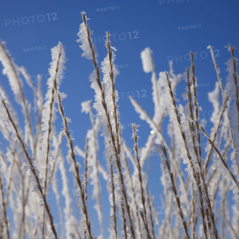 Frost on grass. Photographer: Mike Kemp