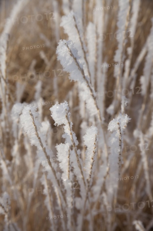 Frost on grass. Photographer: Mike Kemp