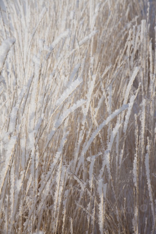 Frost on grass. Photographer: Mike Kemp
