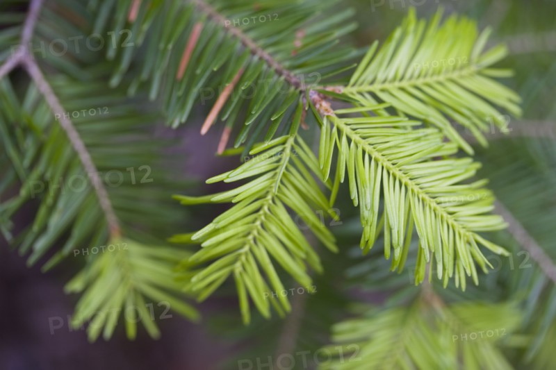 Pine bough. Photographer: Chris Hackett