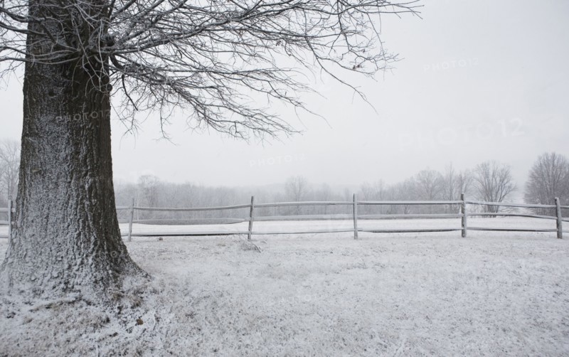 Tree in winter. Photographer: Chris Hackett