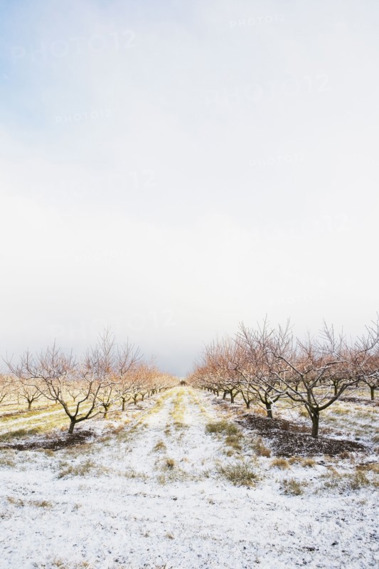 Apple orchard in winter. Photographer: Chris Hackett
