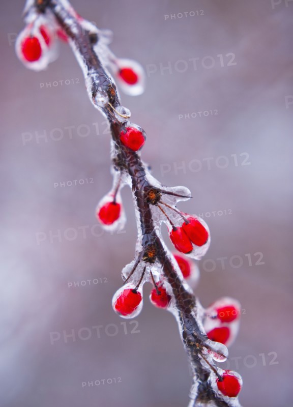 Icy holly branch.