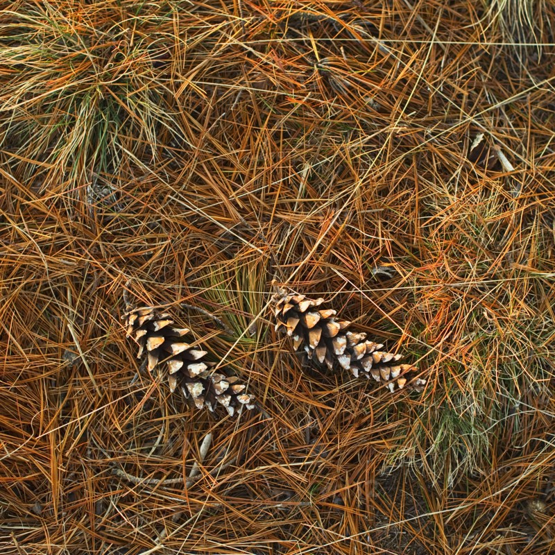 Pine cones.