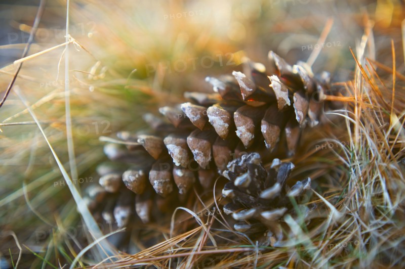 Pinecones.
