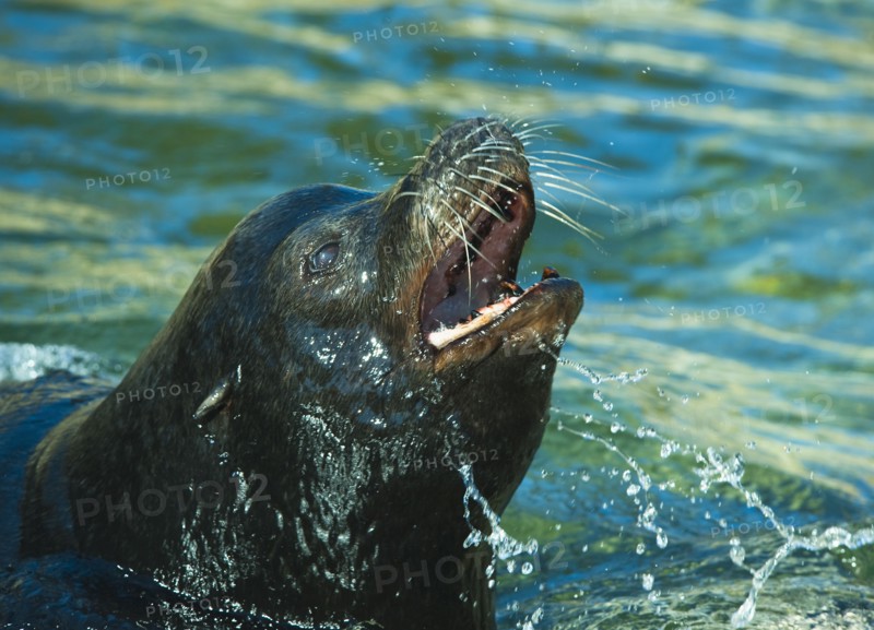 Sea lion.
