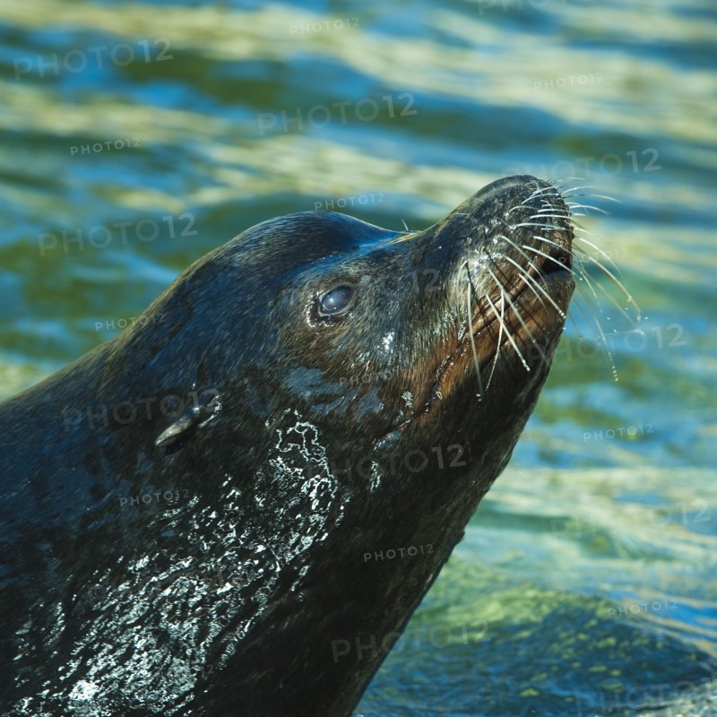 Sea lion.