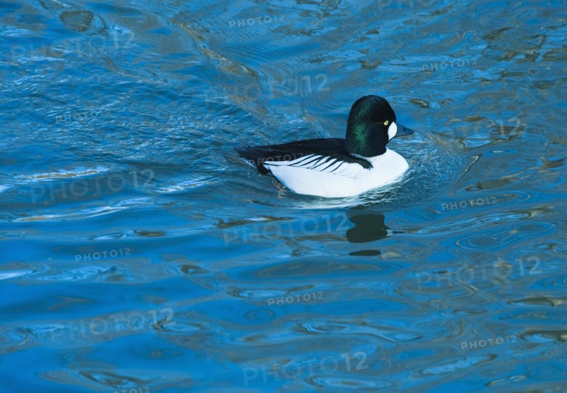 Common golden eye duck.