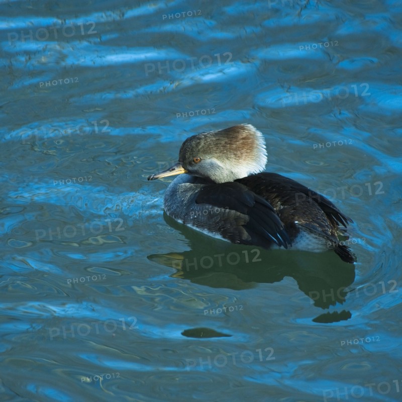 Hooded merganser.