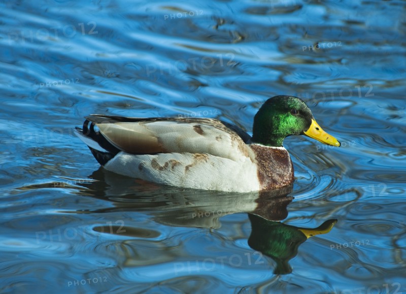 Mallard duck.