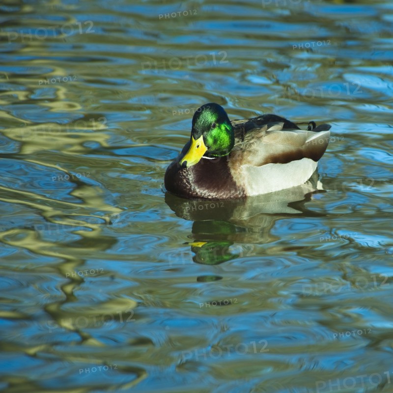 Mallard duck.