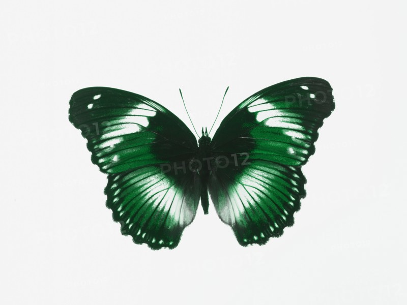 Butterfly. Photographer: David Arky