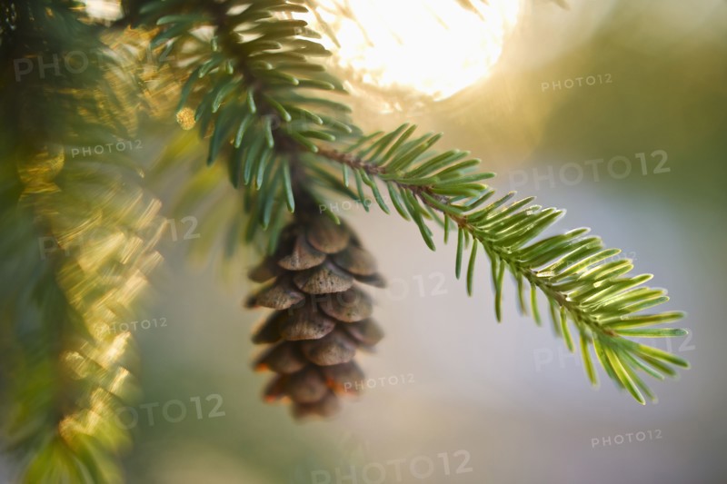 Pine tree branch.