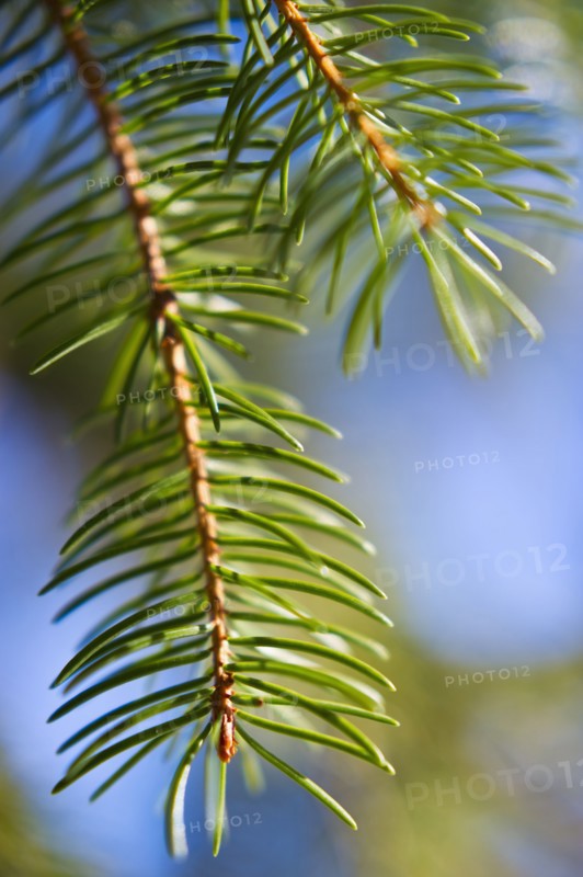 Pine tree branch.