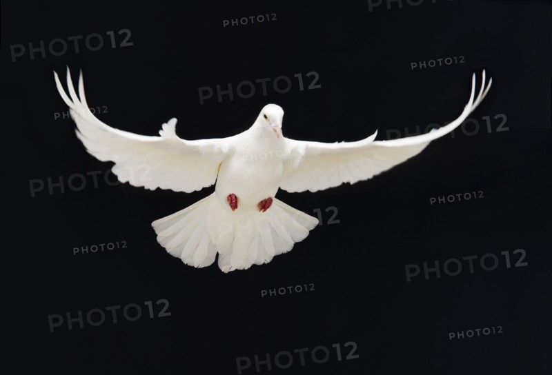 Dove.