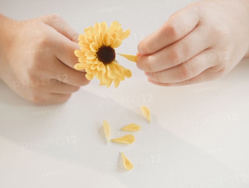 Hands pulling petals off flower. Photographer: Jamie Grill