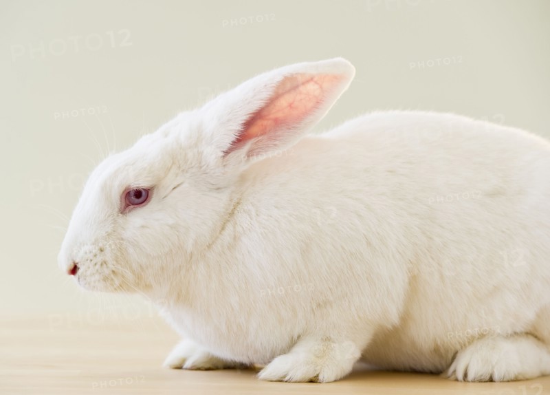 White rabbit.