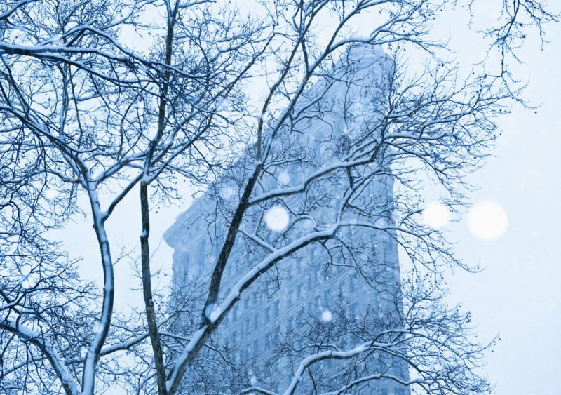 Snowy tree in urban setting.