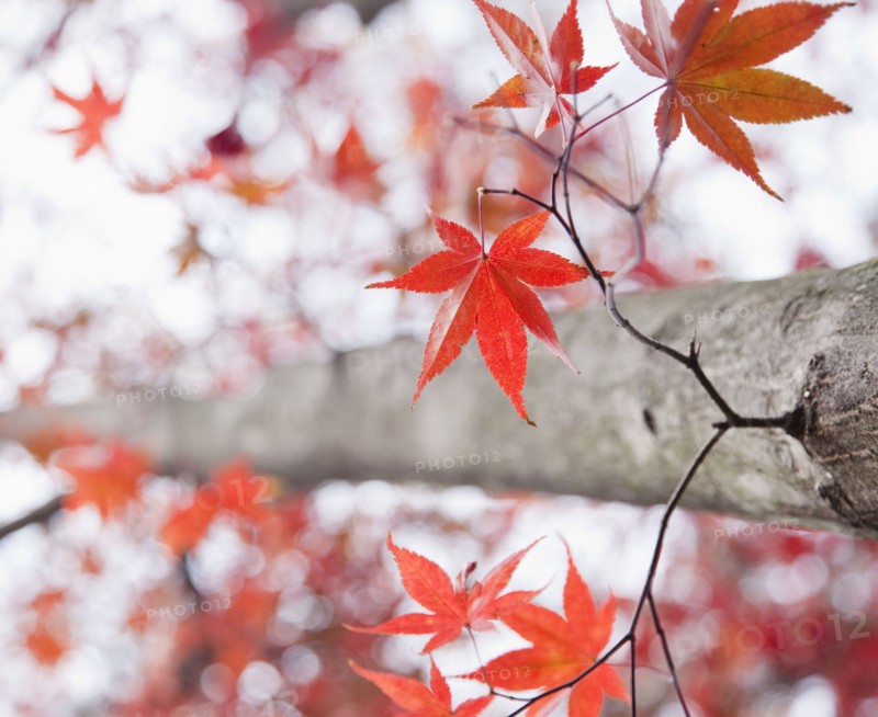 Maple tree in autumn. Photographe : Jamie Grill