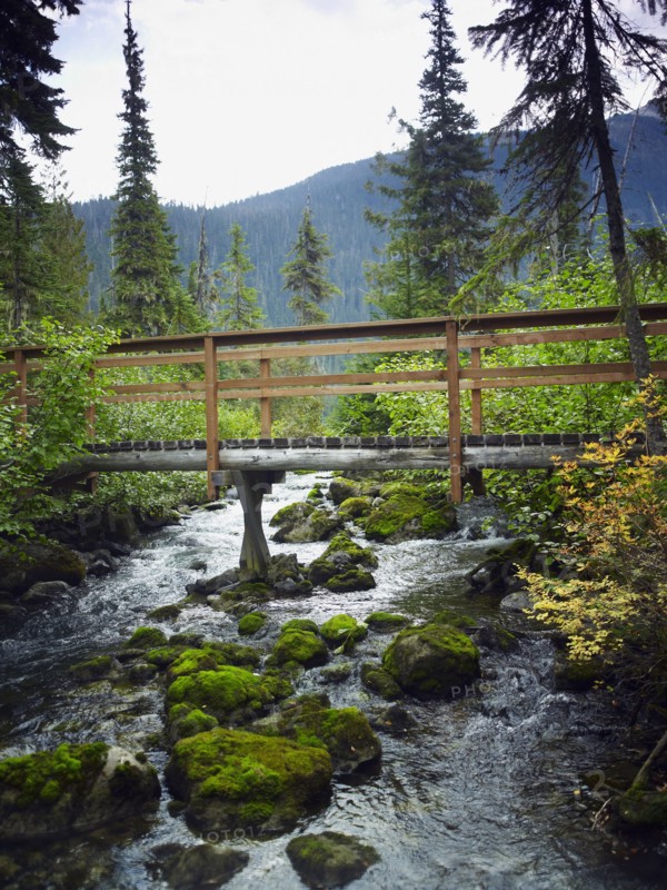Bridge in forest. Photographe : John Kelly
