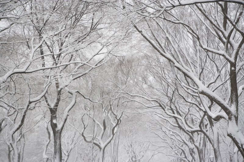 Snow covered trees. Photographe : fotog