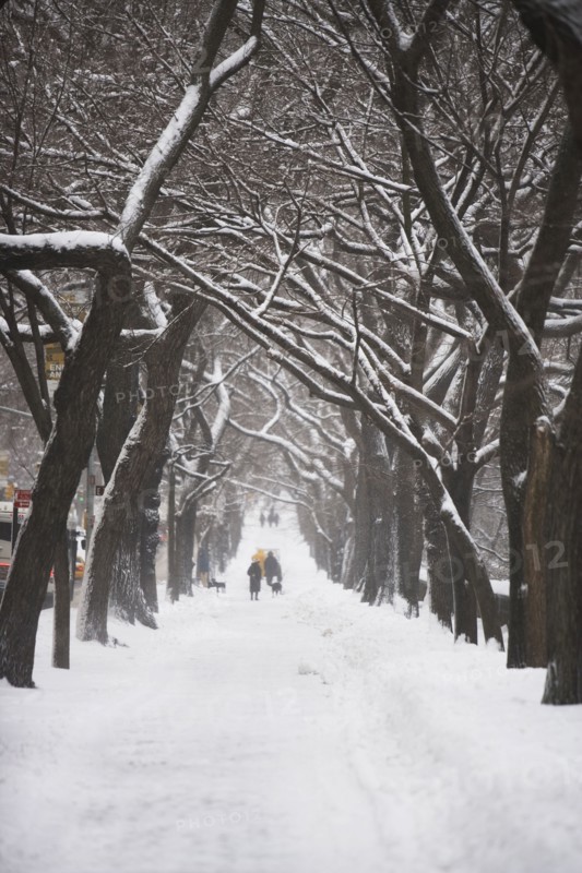 Tree lined path covered in snow. Photographe : fotog