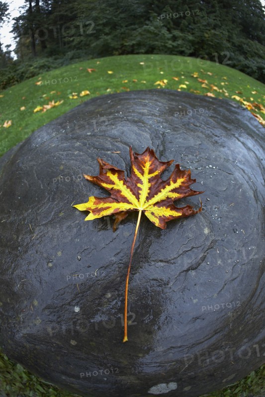 Autumn leaf. Photographe : John Kelly