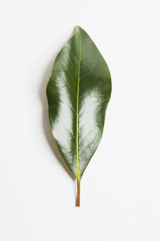 Green magnolia leaf. Photographe : Chris Hackett