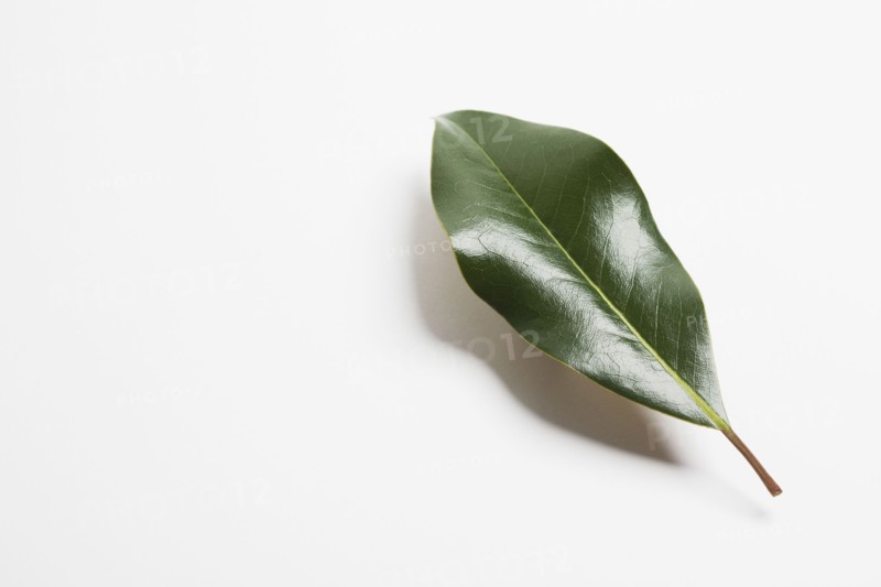 Green magnolia leaf. Photographe : Chris Hackett