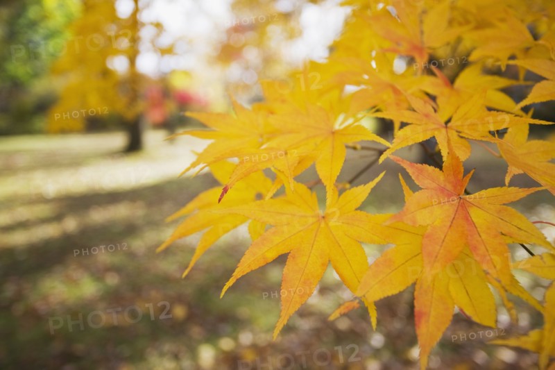 Yellow Japanese Maple leaves. Photographe : Chris Hackett