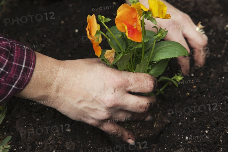 Hands planting pansies. Photographe : Stewart Cohen