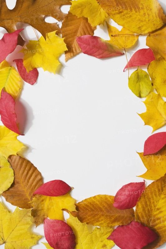 Circle of autumn leaves. Photographe : Chris Hackett