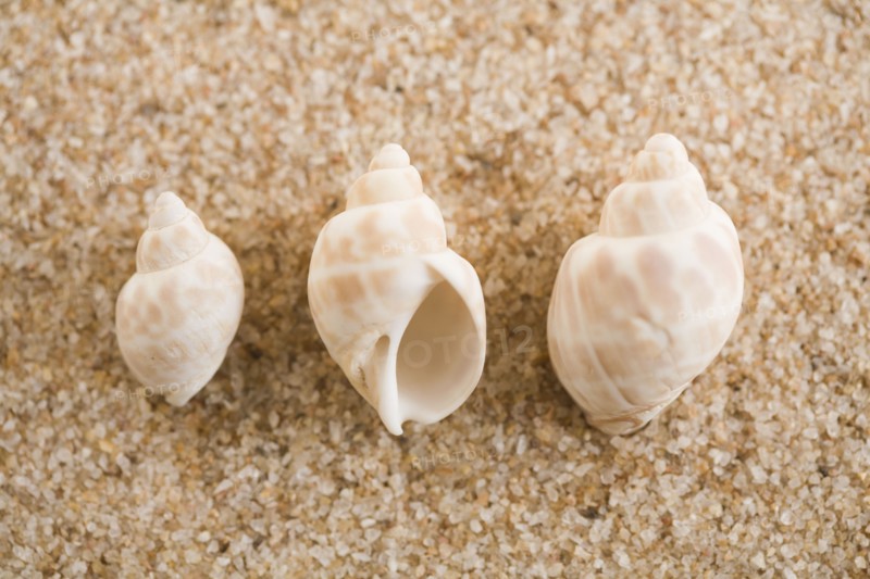 Three seashells on sand. Photographe : Kristin Lee