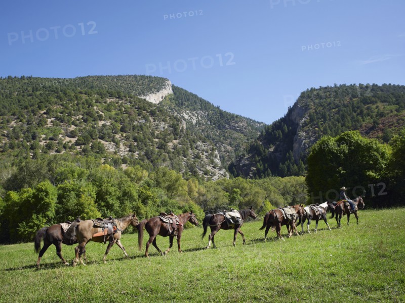 Horses walking in field. Photographe : John Kelly
