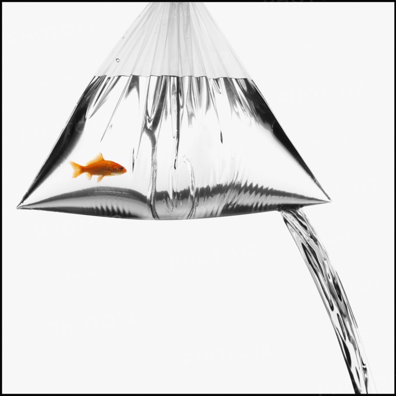 Leaky bag with a goldfish in it. Photographe : Mike Kemp