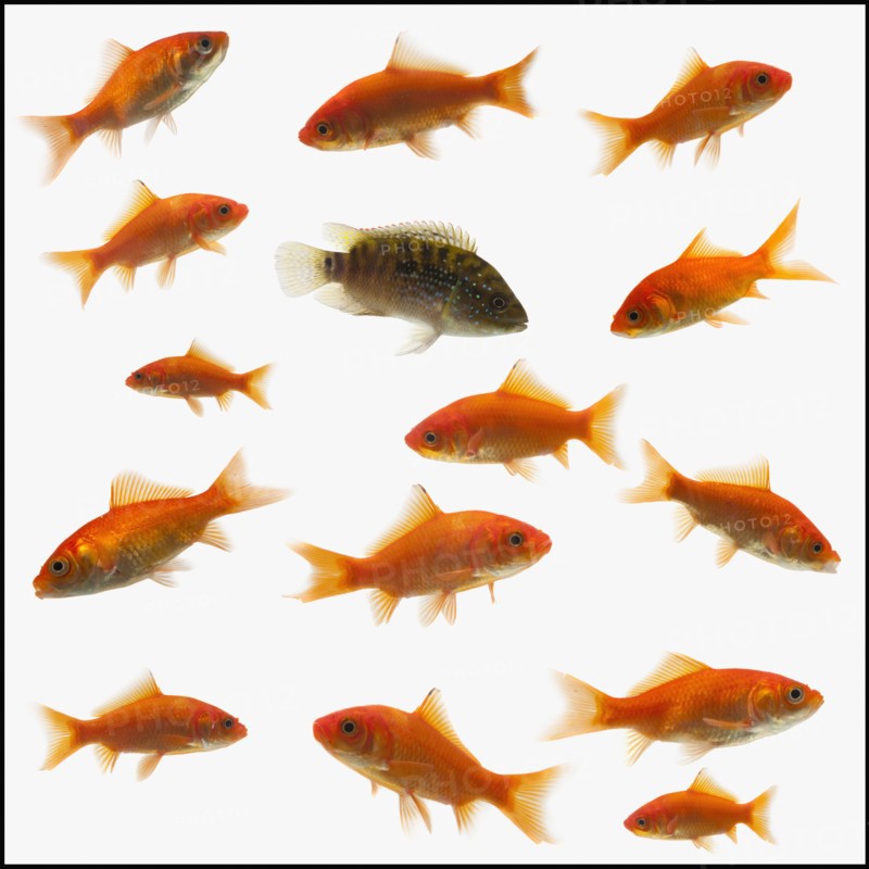 Goldfish. Photographe : Mike Kemp