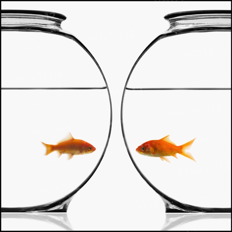 Two bowls of goldfish. Photographe : Mike Kemp