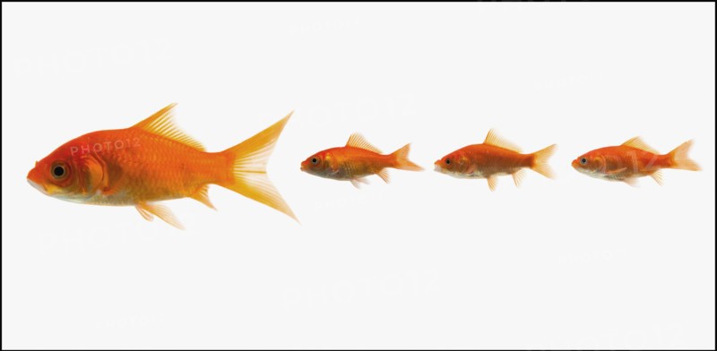 Goldfish. Photographe : Mike Kemp