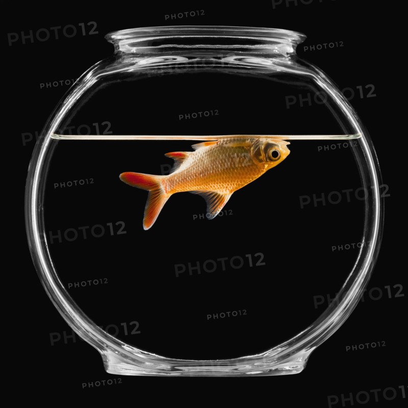 Goldfish in bowl. Photographe : Mike Kemp