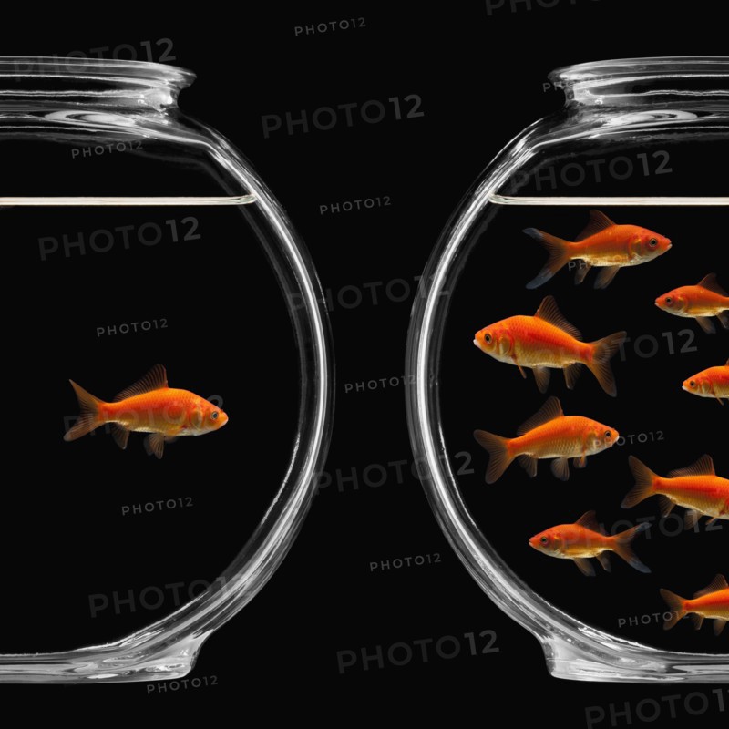 Two bowls of goldfish. Photographe : Mike Kemp