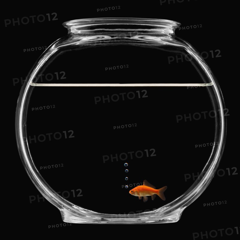 Goldfish in bowl. Photographe : Mike Kemp