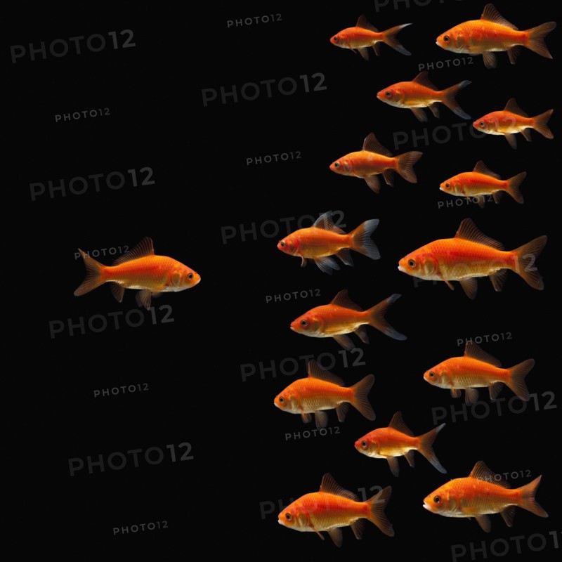 Goldfish. Photographe : Mike Kemp