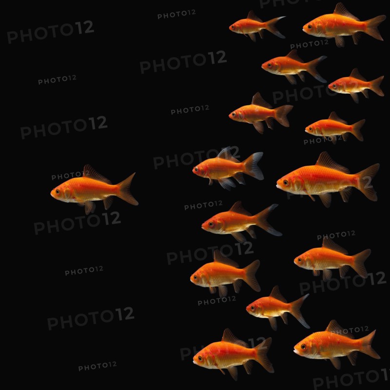Goldfish. Photographe : Mike Kemp