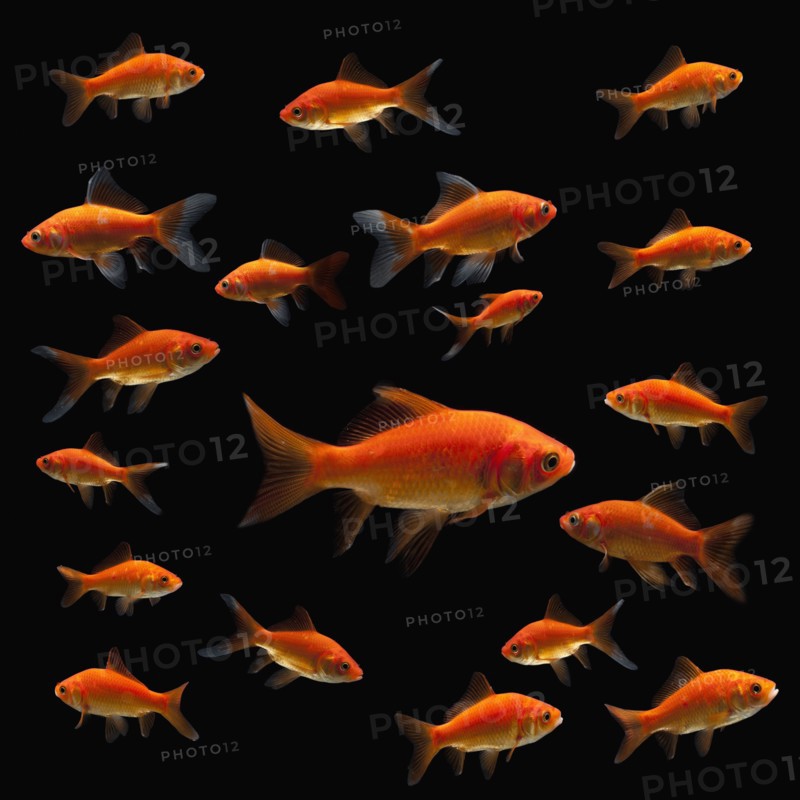 Goldfish. Photographe : Mike Kemp