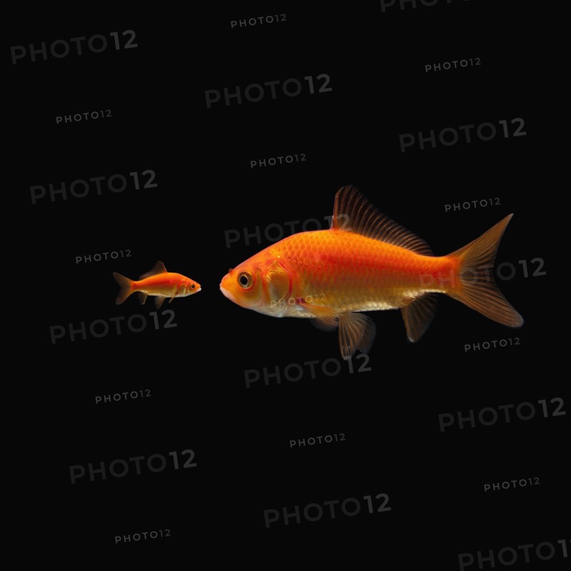 Goldfish. Photographe : Mike Kemp